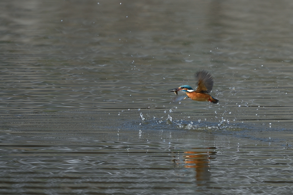 捕ったぞ 2017_44