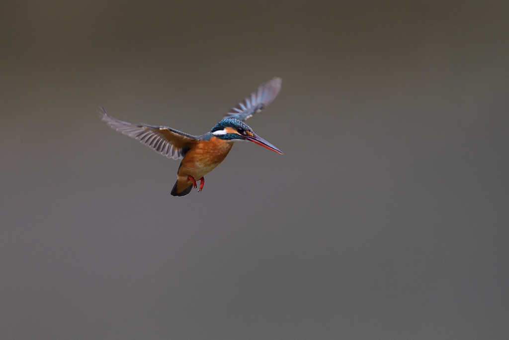 ホバリング 2021_10