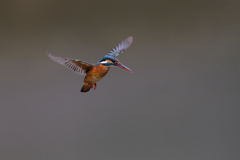 ホバリング 2021_10