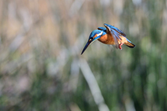 ロックオン 2020_9