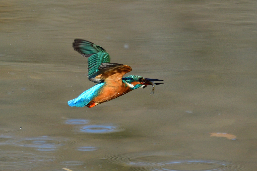 ダイブ戻り 2019_10