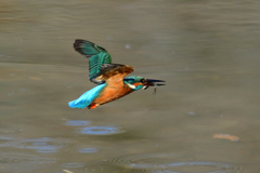 ダイブ戻り 2019_10