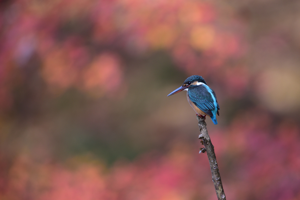 晩秋 1