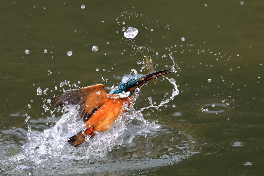 えびゲット 2021_24