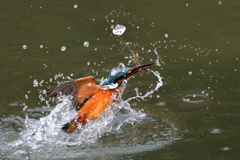 えびゲット 2021_24