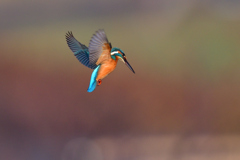 年越しホバ 2019_1