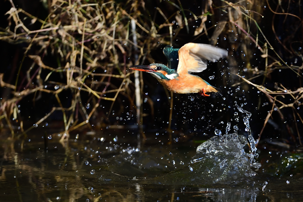 えびゲット 2021_53