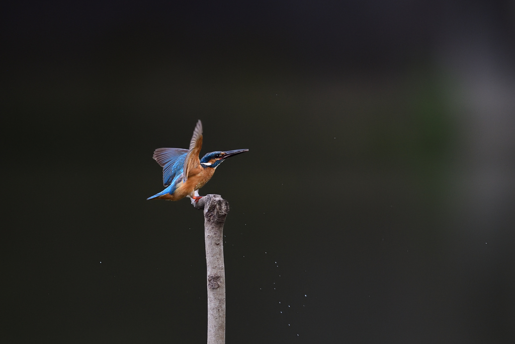 フィニッシュ 2