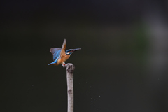 フィニッシュ 2