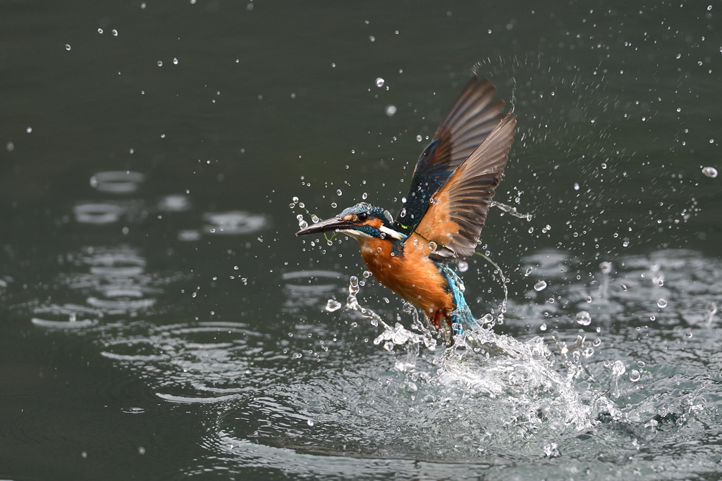 スプラッシュ 2021_16