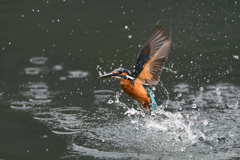 スプラッシュ 2021_16