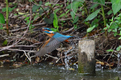 えびゲット 2019_8