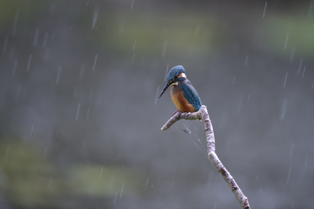 通り雨 1