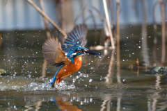 えびゲット 2020_40