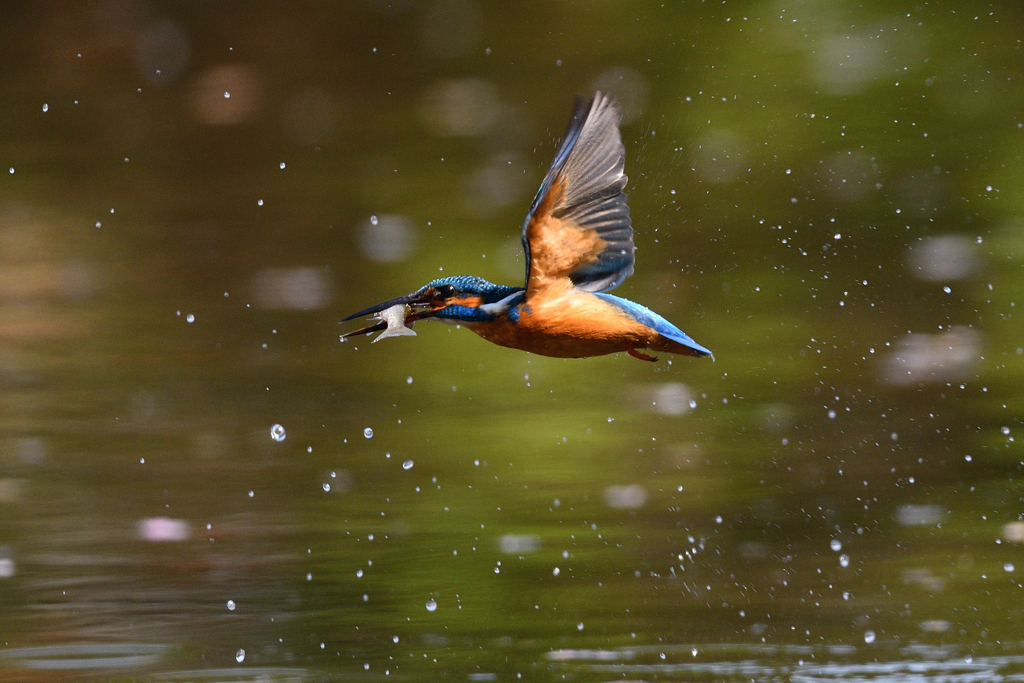 お魚ゲット 2020_16