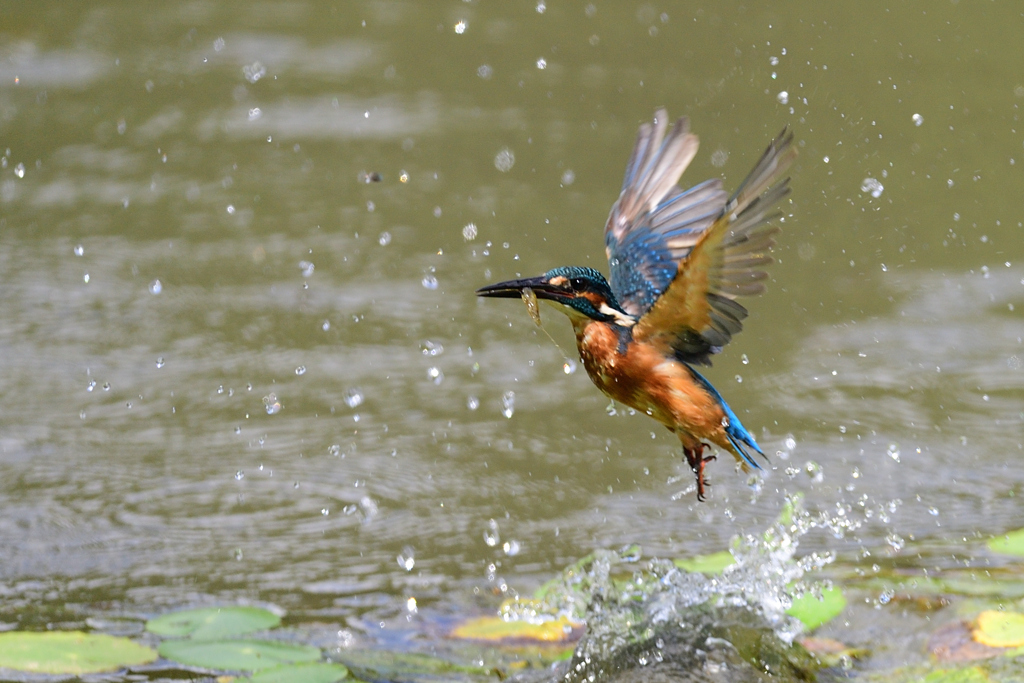 えびゲット 2020_68