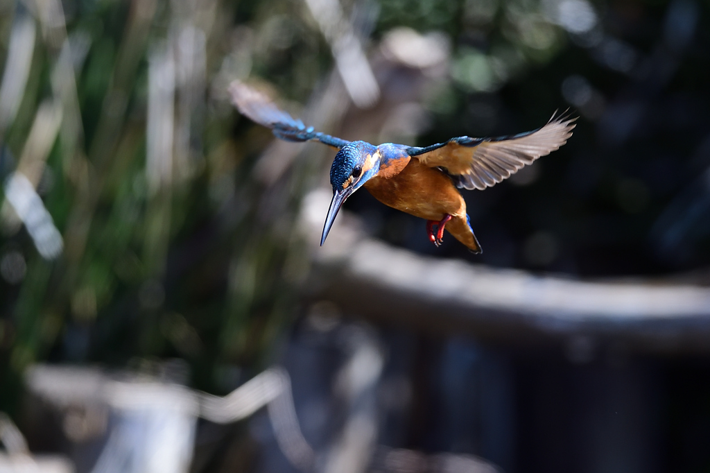 ホバリング 2020_23