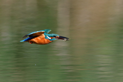 小えびゲット 2