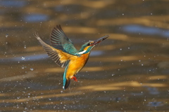 小エビゲット 2