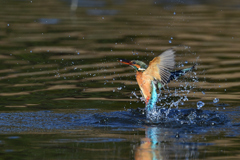 スプラッシュ 2020_11