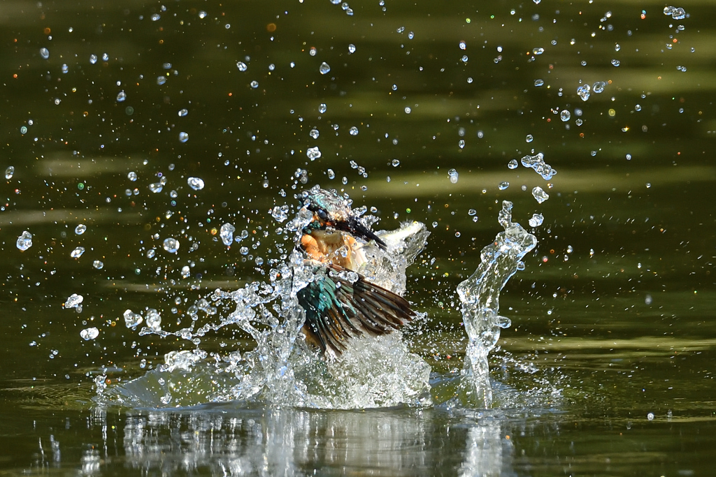 お魚ゲット 2021_69