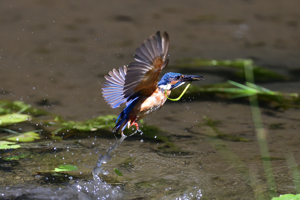 お魚ゲット 2021_74