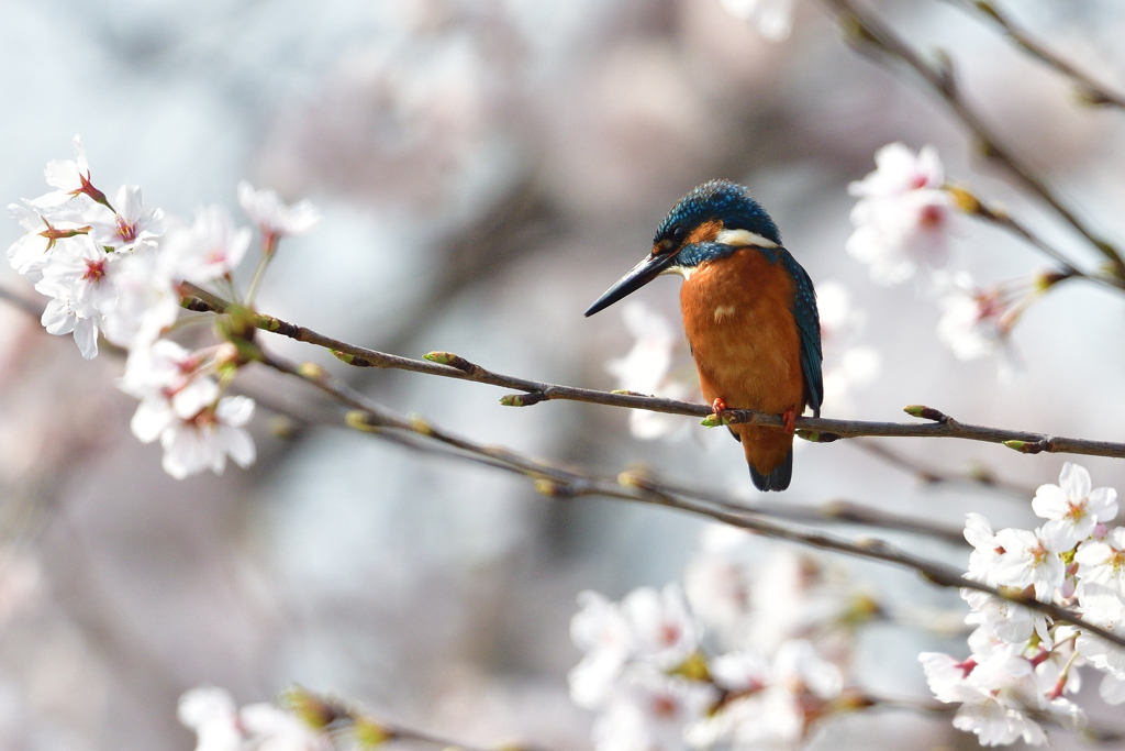 桜カワセミ 2018_4