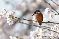 桜カワセミ 2018_4