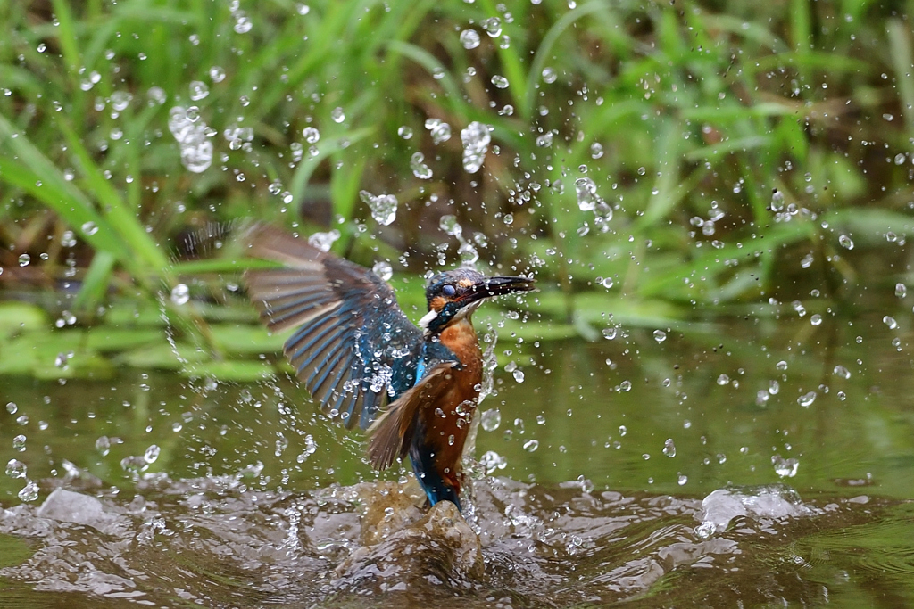 えびゲット 2020_58