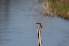 えびゲット 2020_13