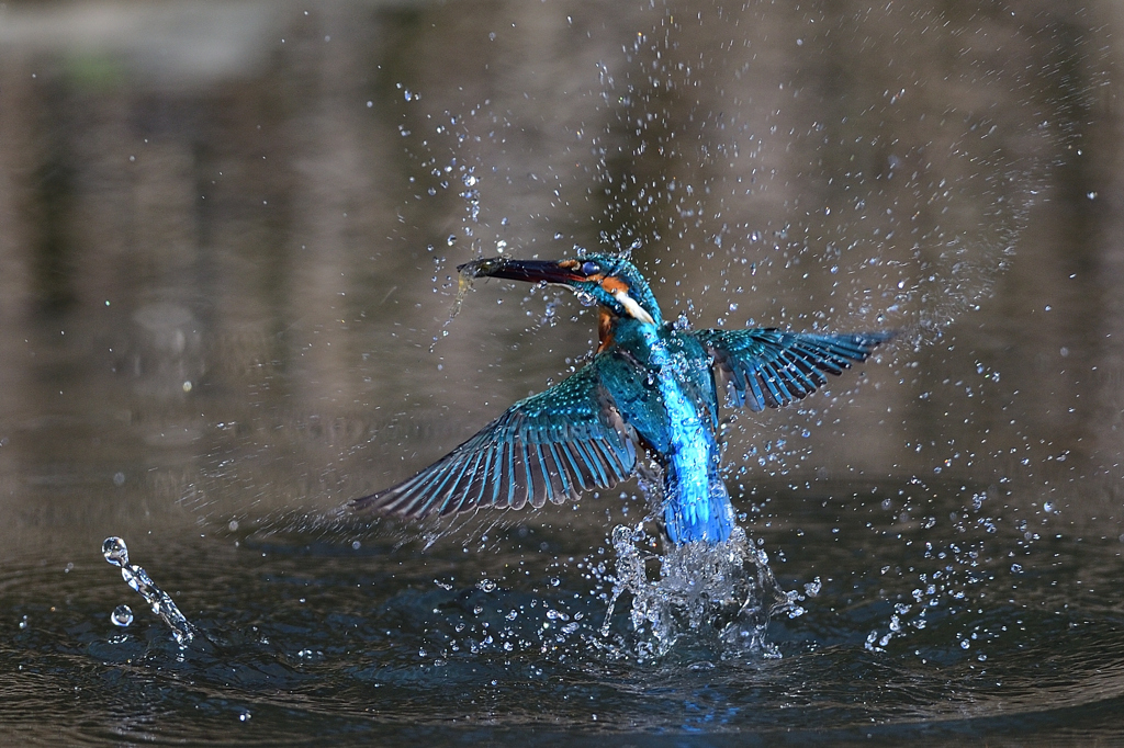 スプラッシュ 2020_3