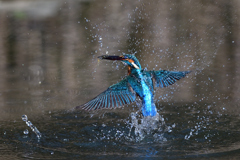 スプラッシュ 2020_3