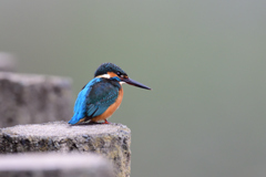 Portrait in Kingfisher ４