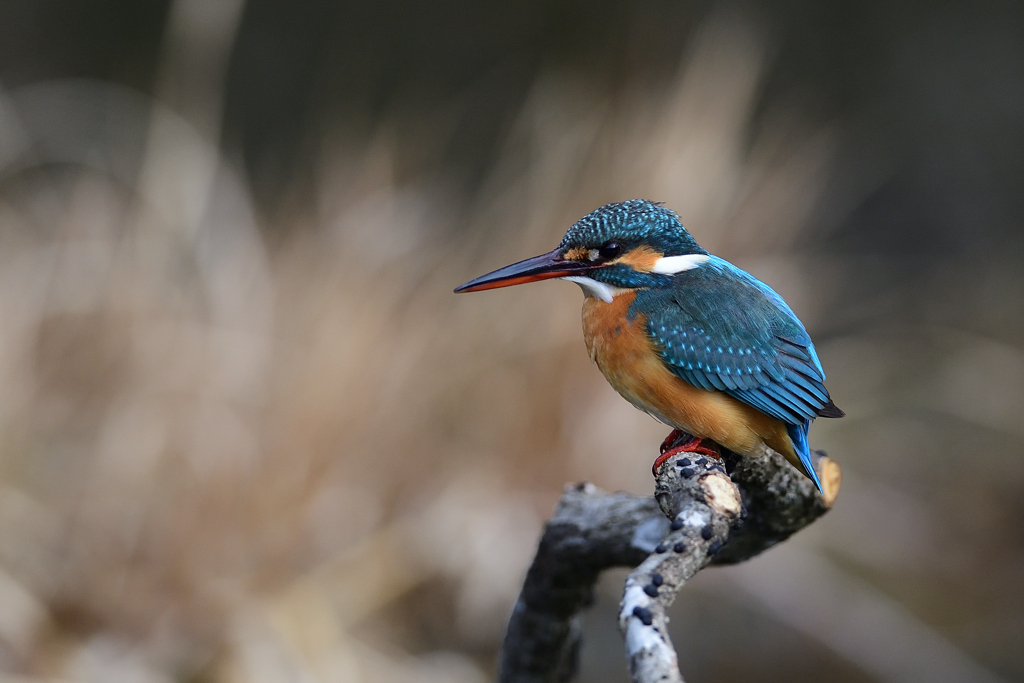 ポートレート A-3