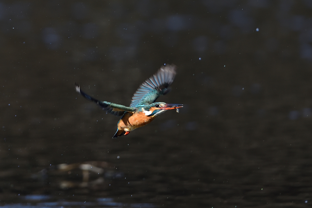 お魚ゲット 2020_12