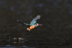 お魚ゲット 2020_12