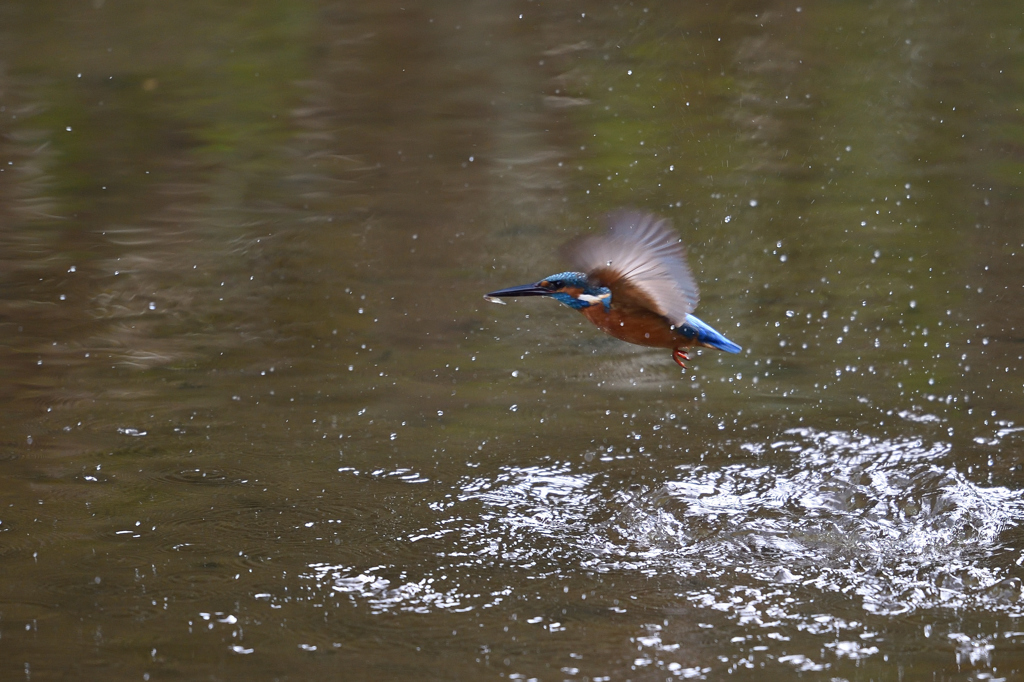 捕ったぞ 2017_30