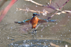 枝越しの飛び出し