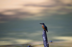 天空のカワセミ