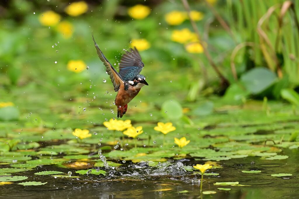 アサザを背景に 2