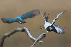 カワセミ強し 2