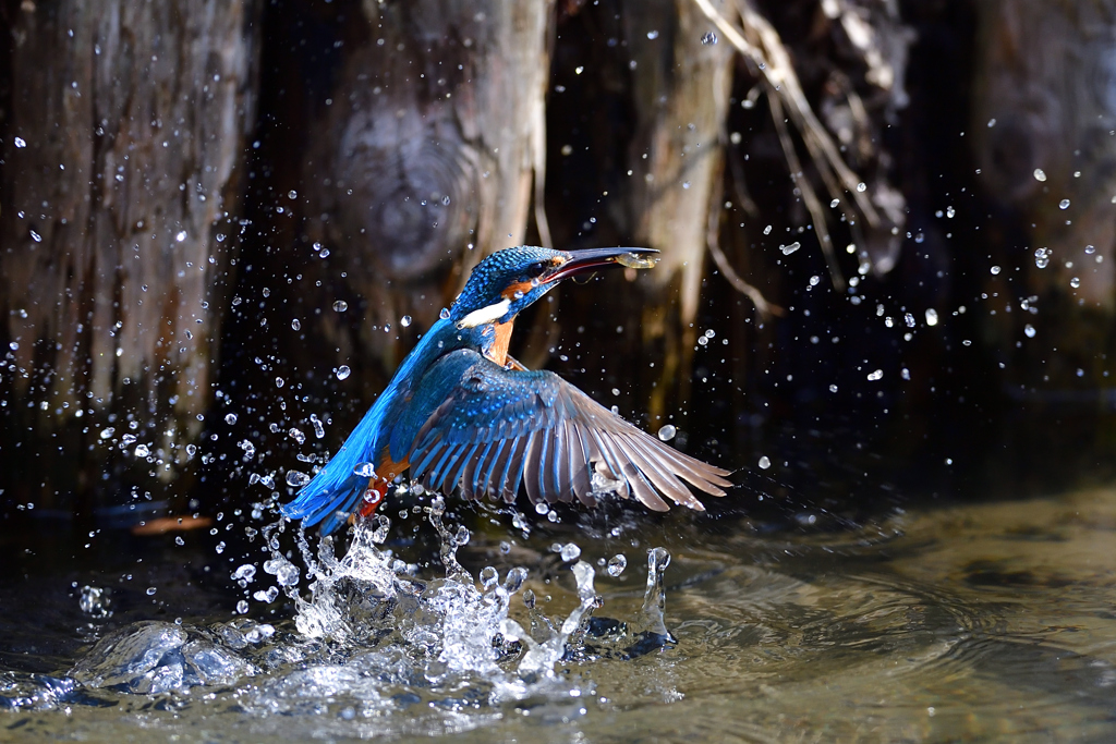 えびゲット 2020_24