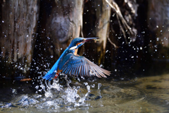 えびゲット 2020_24