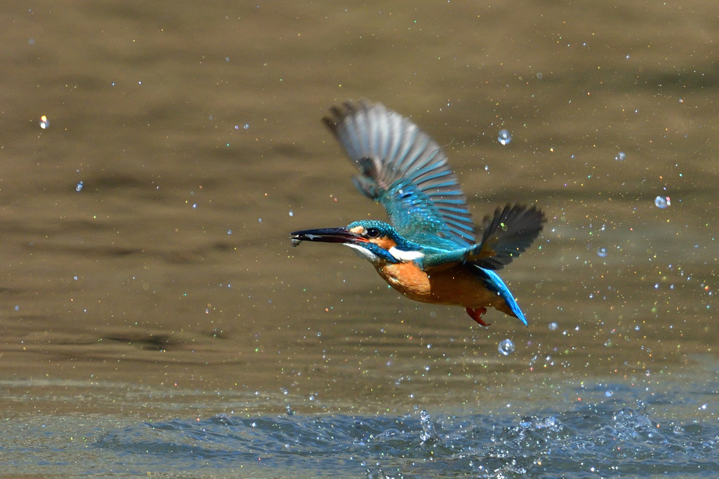 お魚ゲット 2018_38
