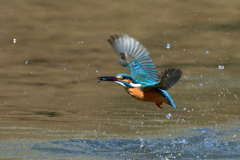 お魚ゲット 2018_38