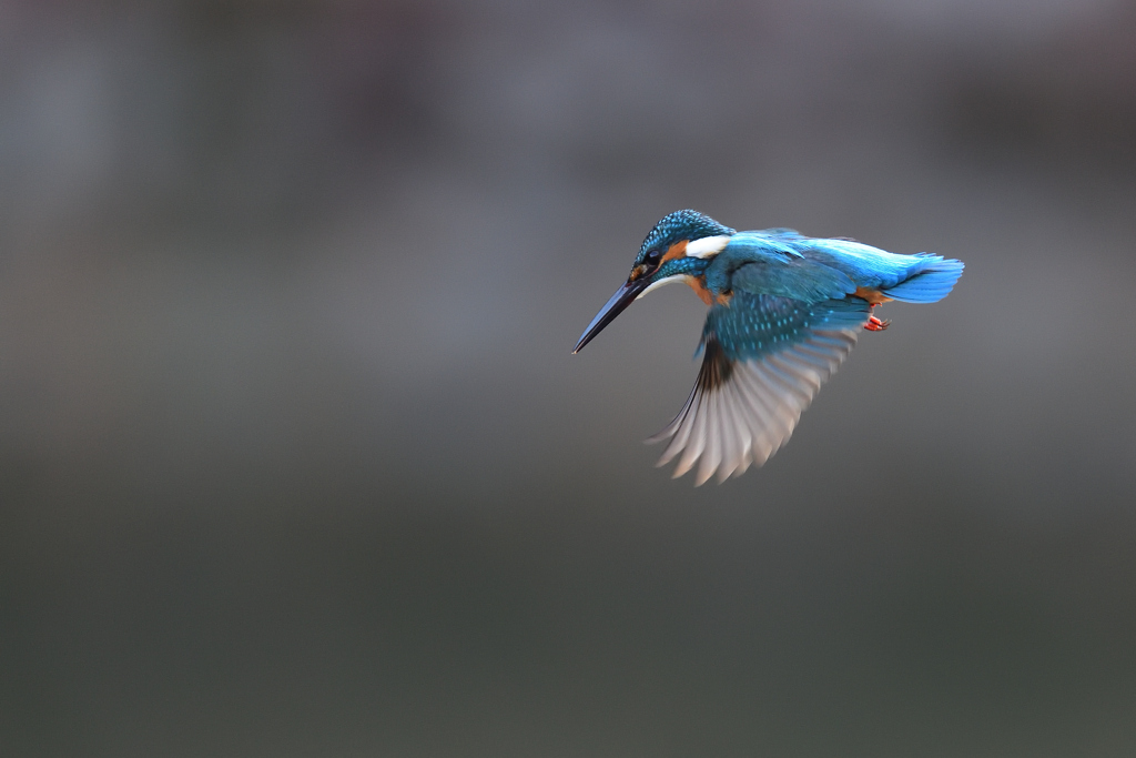 ロックオン 2021_3