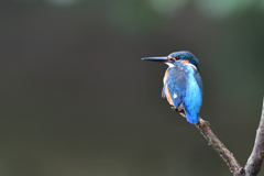 いつもの止まり木 3