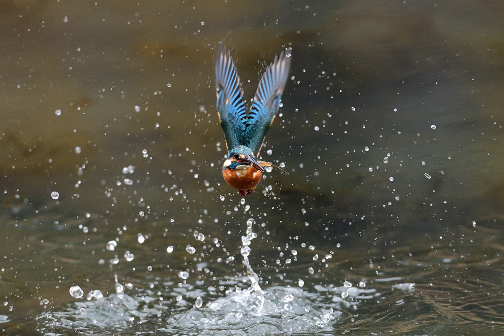 えびゲット A-18