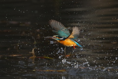 小エビゲット 2