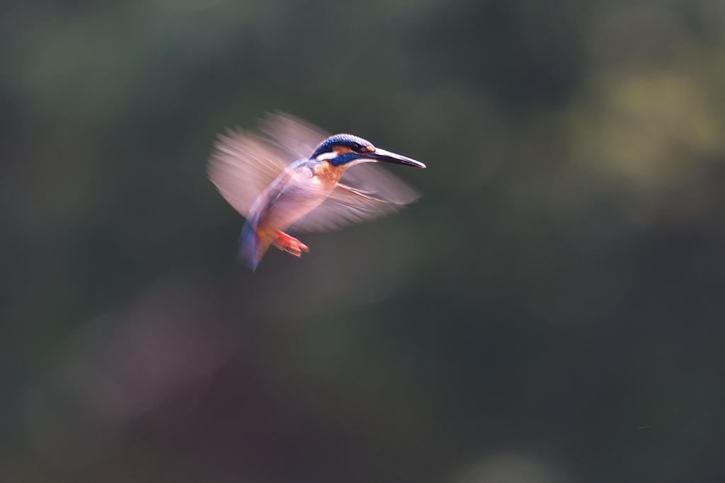 ハチ鳥のように 2